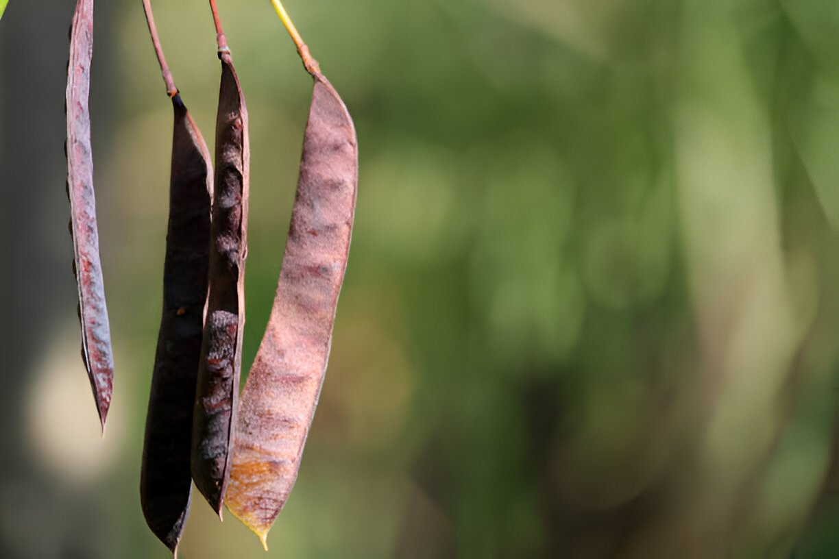 locust bean gum