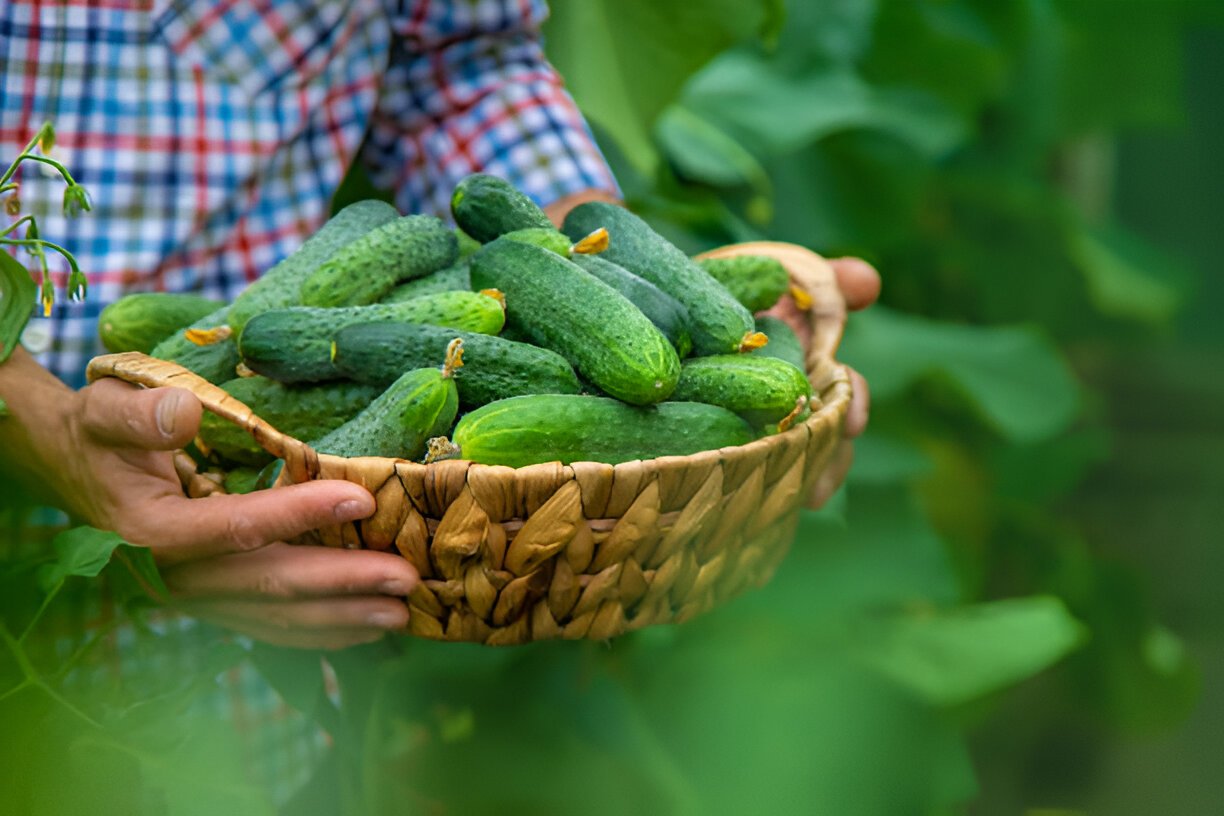 Is Cucumber a Fruit or Vegetable? The Definitive Answer