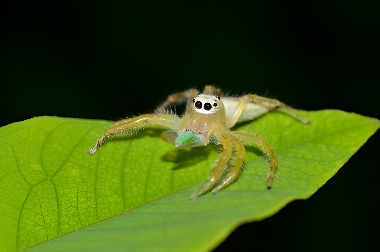 do jumping spiders bite