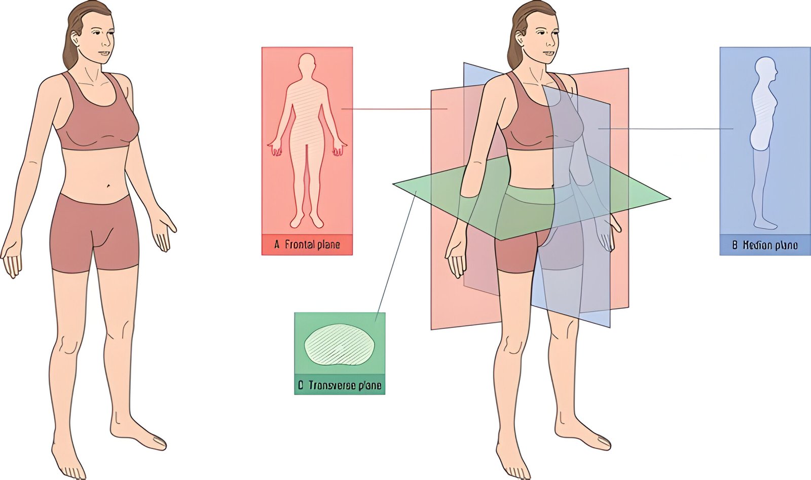 Exploring the Three Main Planes of the Body in Anatomy