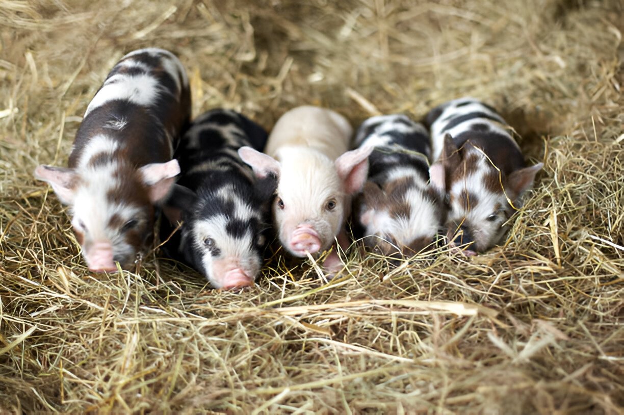 normal tongue color kunekune