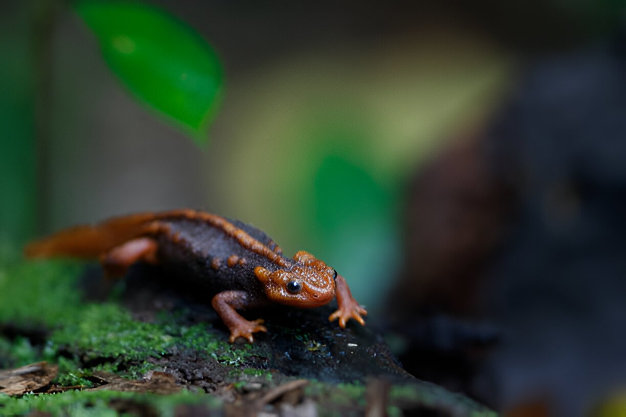 The Allure of Pointing Salamander GIF Animations