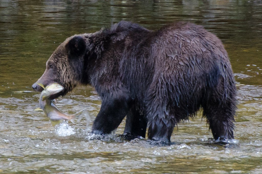 Salmon to a Grizzly Bear NYT